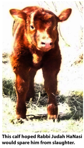 calf, with caption